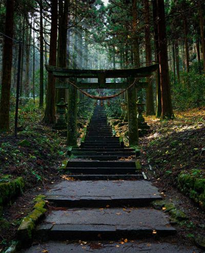Peaceful forest path with stone steps leading upward, representing the first step in your therapy journey